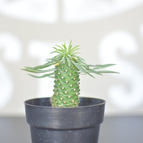 【Euphorbia bupleurifolia】ユーフォルビア・ソテツキリン