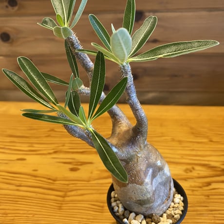 【Pachypodium gracilius】パキポディウム・グラキリス