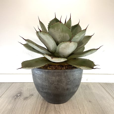 【Agave parryi var. truncata】アガベパリートランカータ