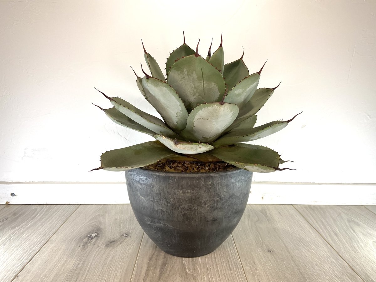 Agave parryi var. truncata】アガベパリートランカータ | ACE