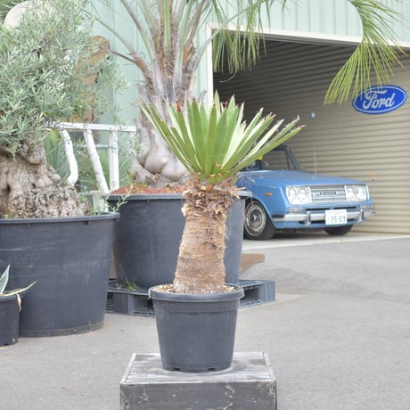 【Yucca carnerosana】ユッカ・カルネロサーナ