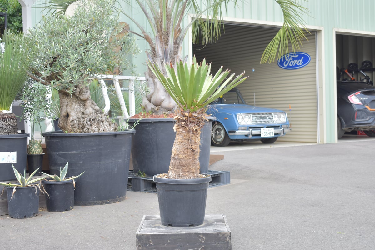 Yucca carnerosana】ユッカ・カルネロサーナ | ACE GARAGE 8 - Yucca carnerosana】ユッカ・カルネロサーナ | ACE GARAGE 8 -