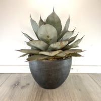 【Agave parryi ssp. parryi】アガベパリーパリー