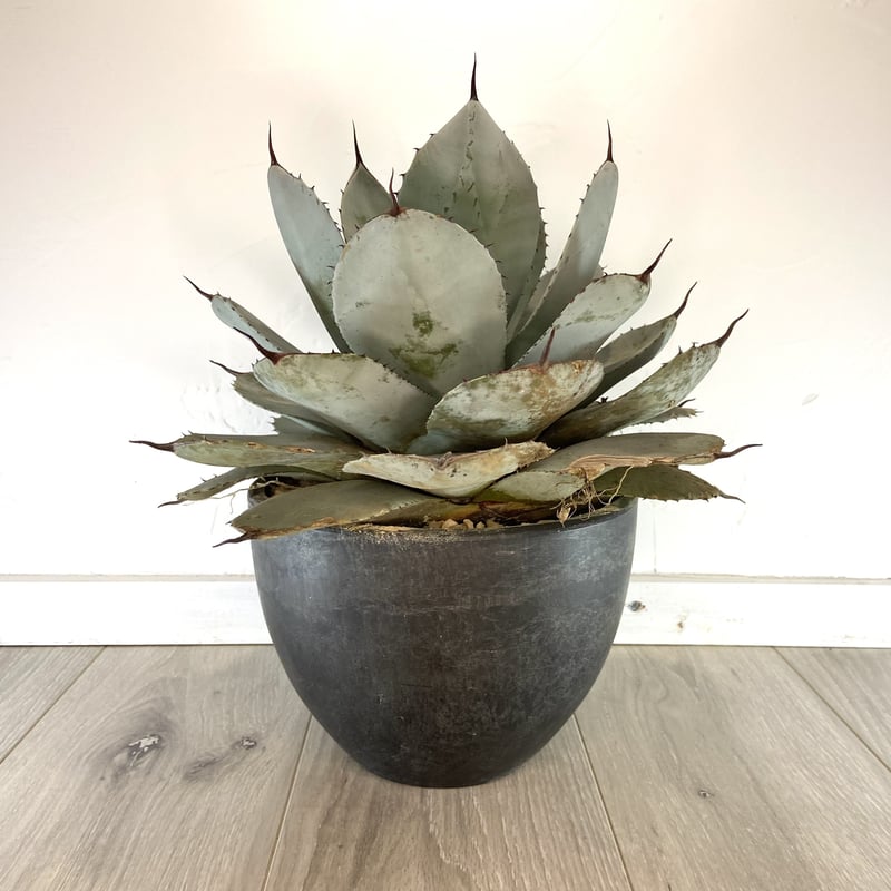 アガベ Agave parryi ssp. truncata 236 Agave parryi ssp. truncata | Walters Gardens, Inc.