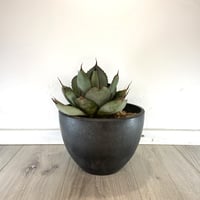 Agave ovatifolia】アガベ・オバティフォリア | ACE GARAGE 8 -