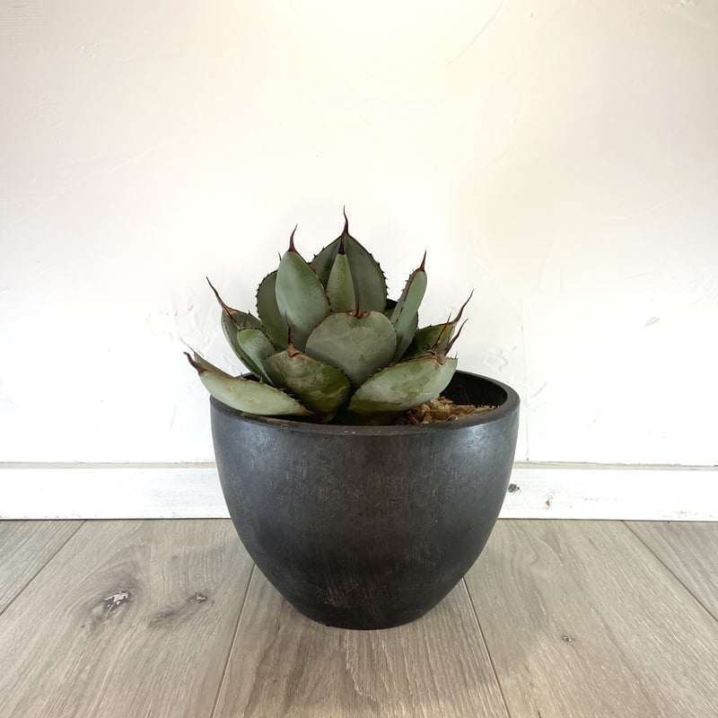 トランカータトランカータ 種子] アガベ パリー トランカータ Agave parryi var. truncata