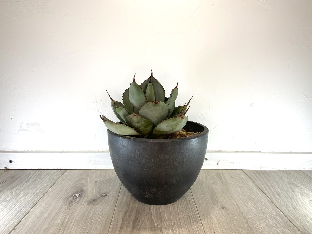 Agave parryi var. truncata】アガベパリートランカータ | ACE