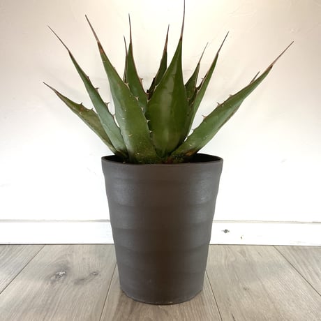 アガベモンタナ | STORES