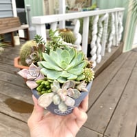 【Succulents】多肉植物寄せ植え