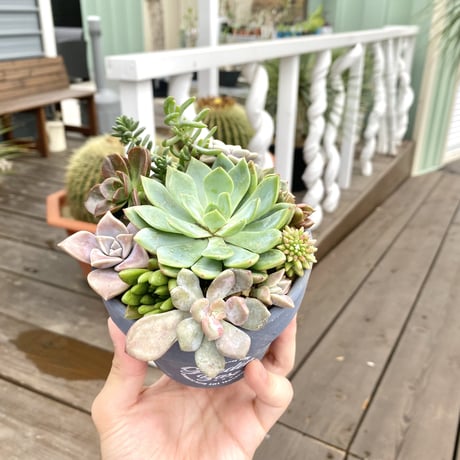 【Succulents】多肉植物寄せ植え