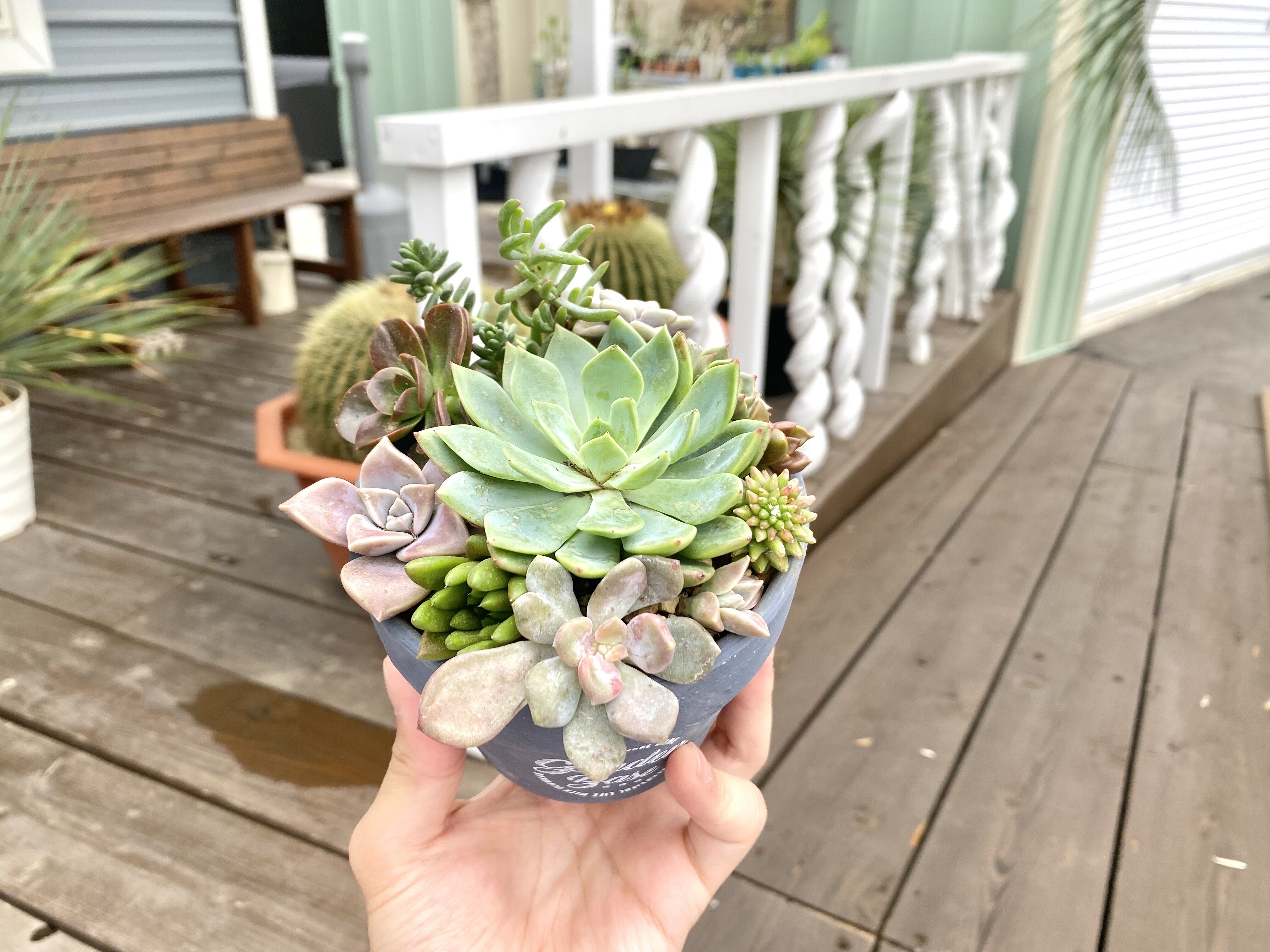 Succulents】多肉植物寄せ植え | ACE GARAGE 8 - BACK YARD -