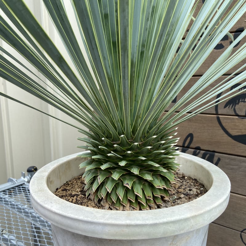 ユッカ・ロストラータ＊Yucca rostrata】を-