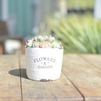【Succulents】多肉植物寄せ植え