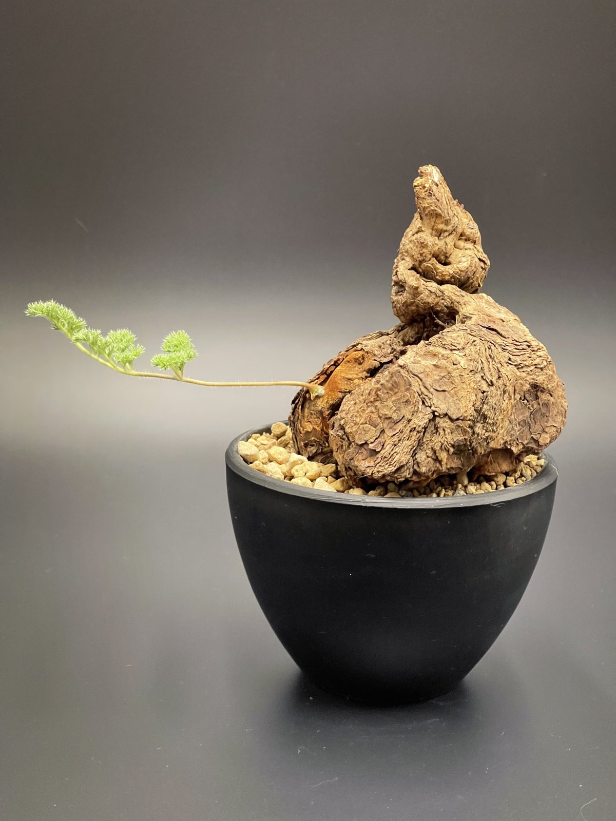 Pelargonium triste / ペラルゴニウム トリステ | Green Lab