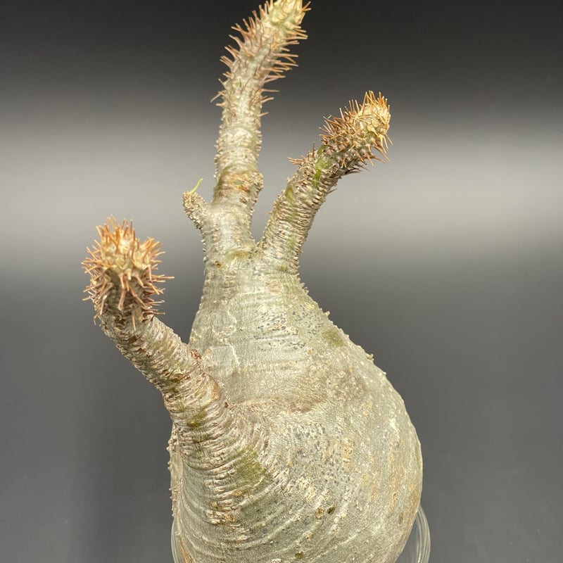 パキポディウムグラキリスベアルート