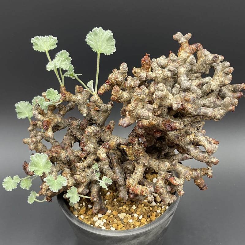 Pelargonium mirabile ペラルゴニウム・ミラビレ 【現地球】【発根済