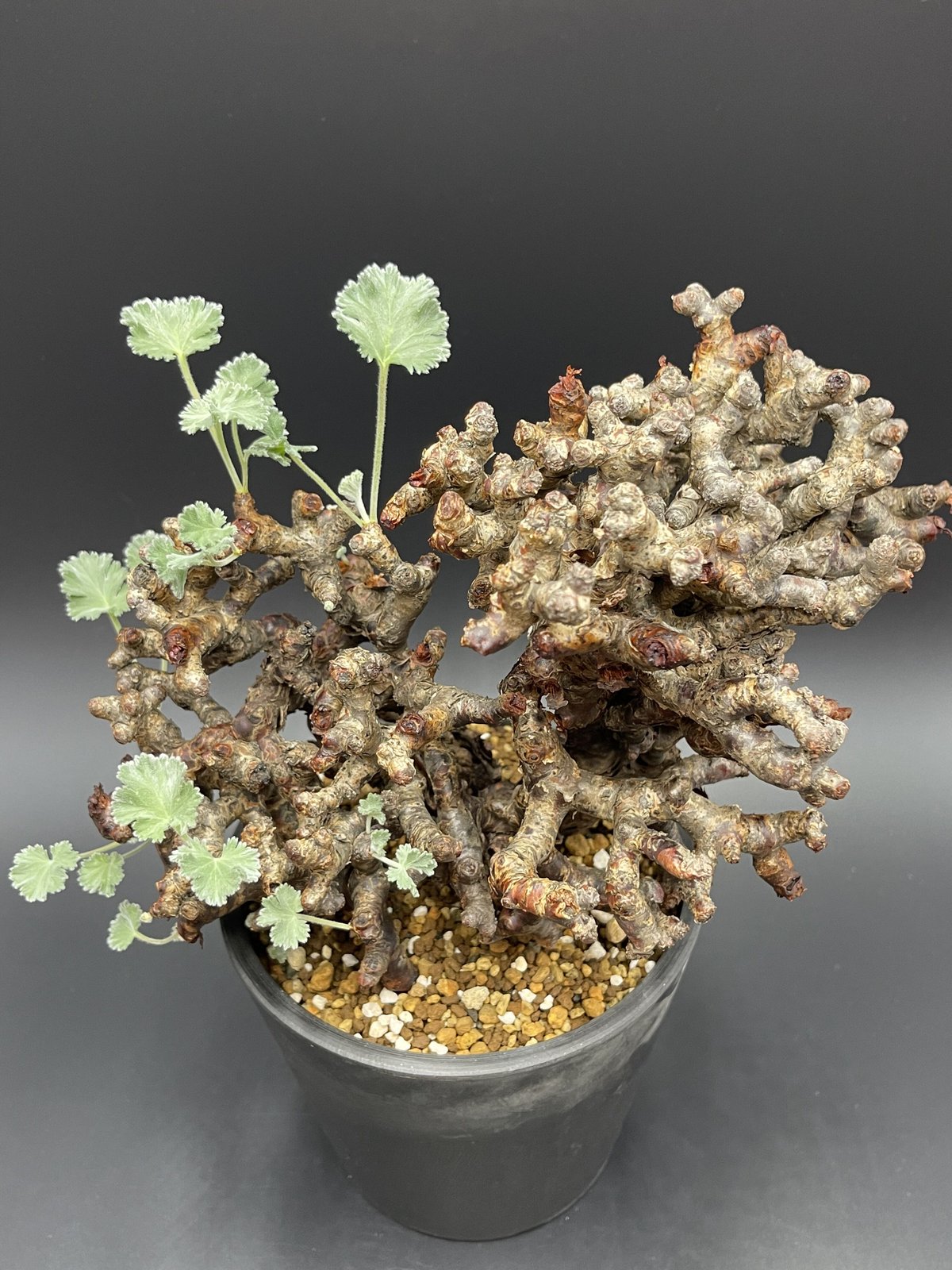 Pelargonium mirabile ペラルゴニウム・ミラビレ 【現地球】【発 Pelargonium mirabile ペラルゴニウム・ミラビレ 【現地球】【発