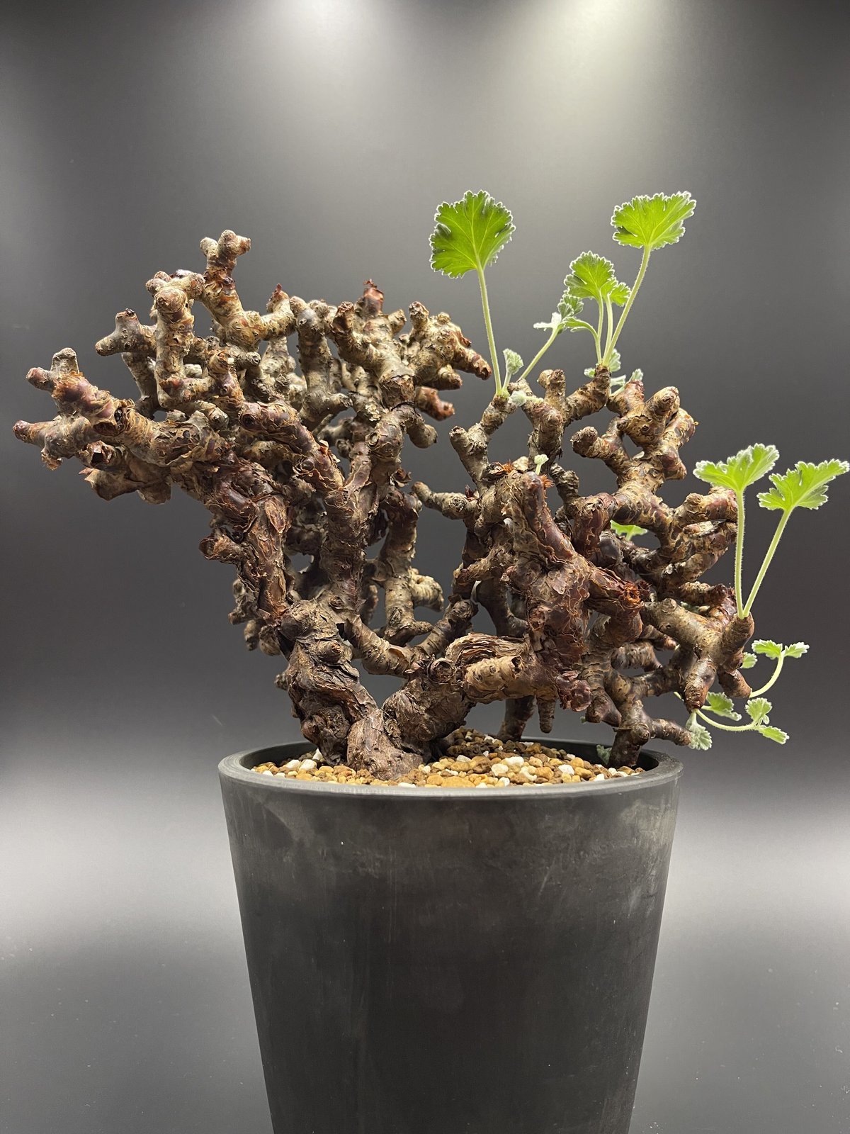 (お盆限定値引き中！)【(発根済◎芽吹き中｜ペラルゴニウム・ミラビレ｜塊根植物 ペラルゴニウム ミラビレ 大株（発根済み）A RF231900(T