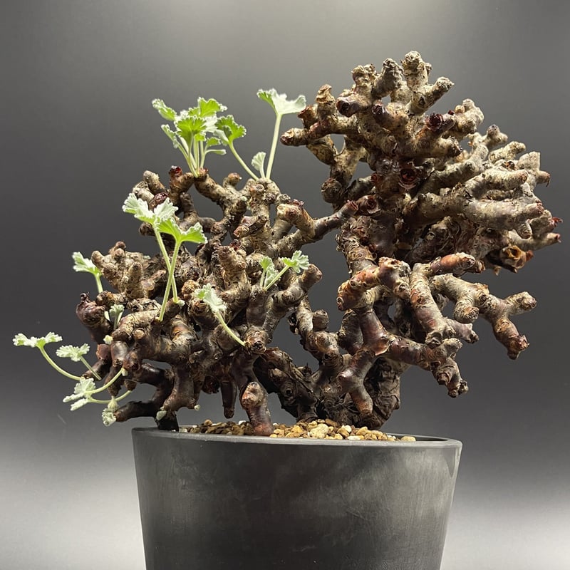 Pelargonium mirabile ペラルゴニウム・ミラビレ 【現地球】【発根済 ...