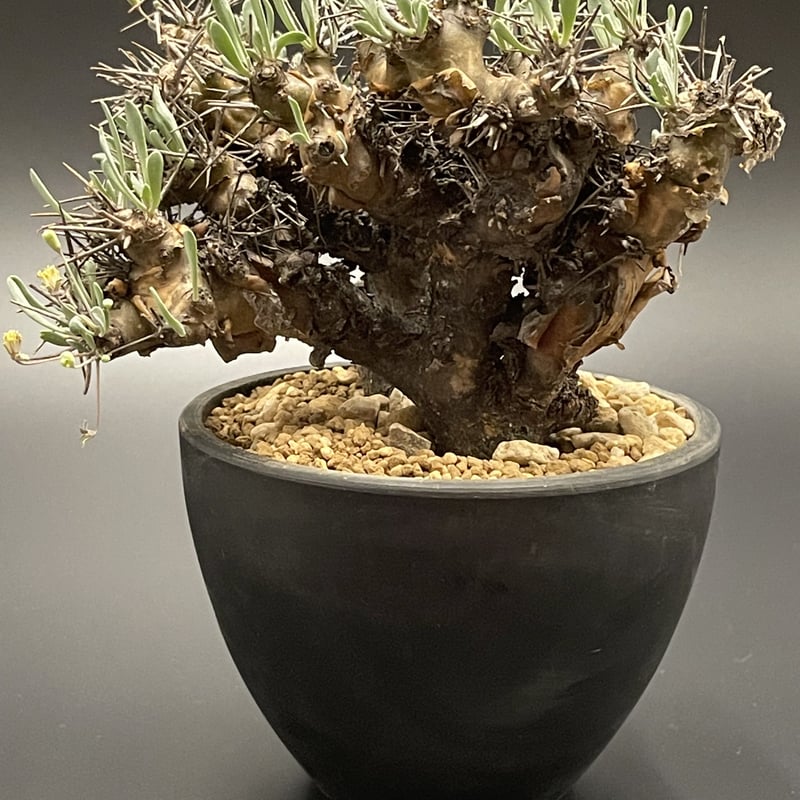 オトンナ　ユーフォルビオイデス　現地株　大株　発根活着済み 植物】オトンナ ユーフォルビオイデス 現地球 発根済み | A