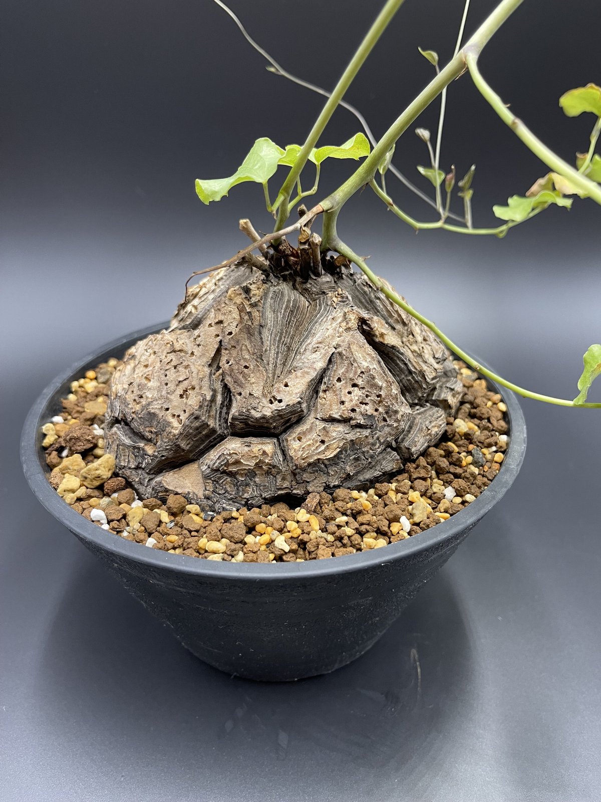 アフリカ亀甲竜ディオスコレアエレファンティペス超良型発根管理中塊根