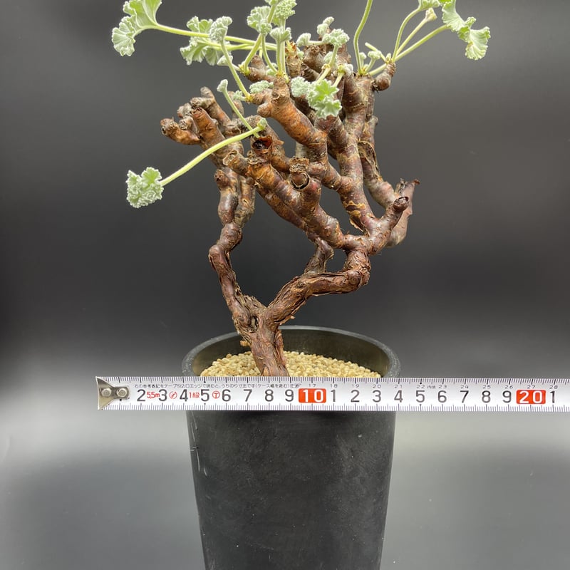 現地株 Pelargonium mirabile ペラルゴニウム ミラビレ 発根済 灌木 ...