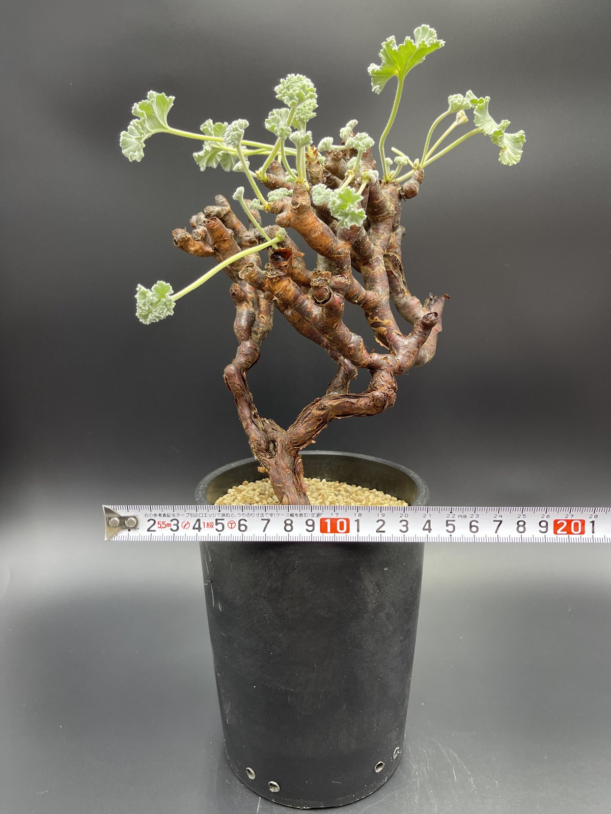 Pelargonium mirabile ペラルゴニウム・ミラビレ 【現地球】【発根済