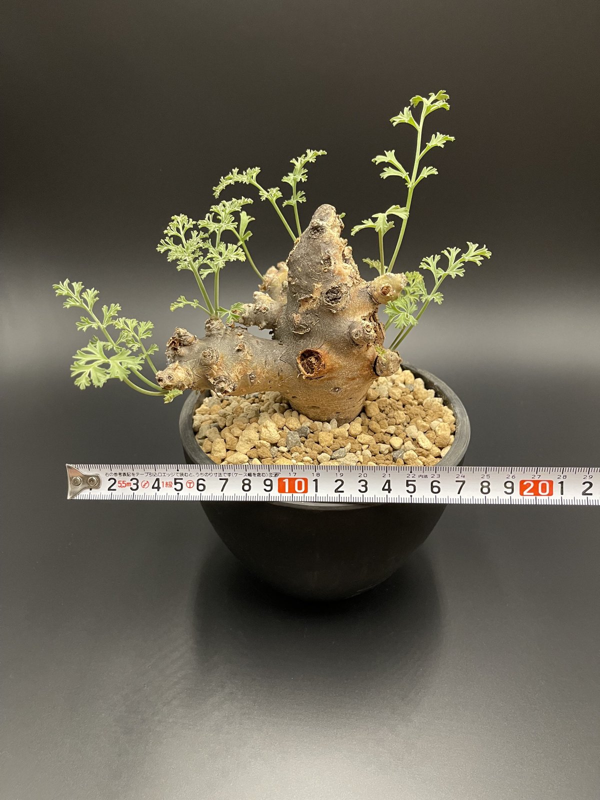 Pelargonium ceratogphyllum / ペラルゴニウム セラトフィラム |...