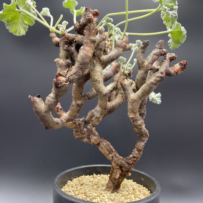 ☆発根済み☆ ペラルゴニウム ミラビレ pelargonium mirabile - 観葉植物