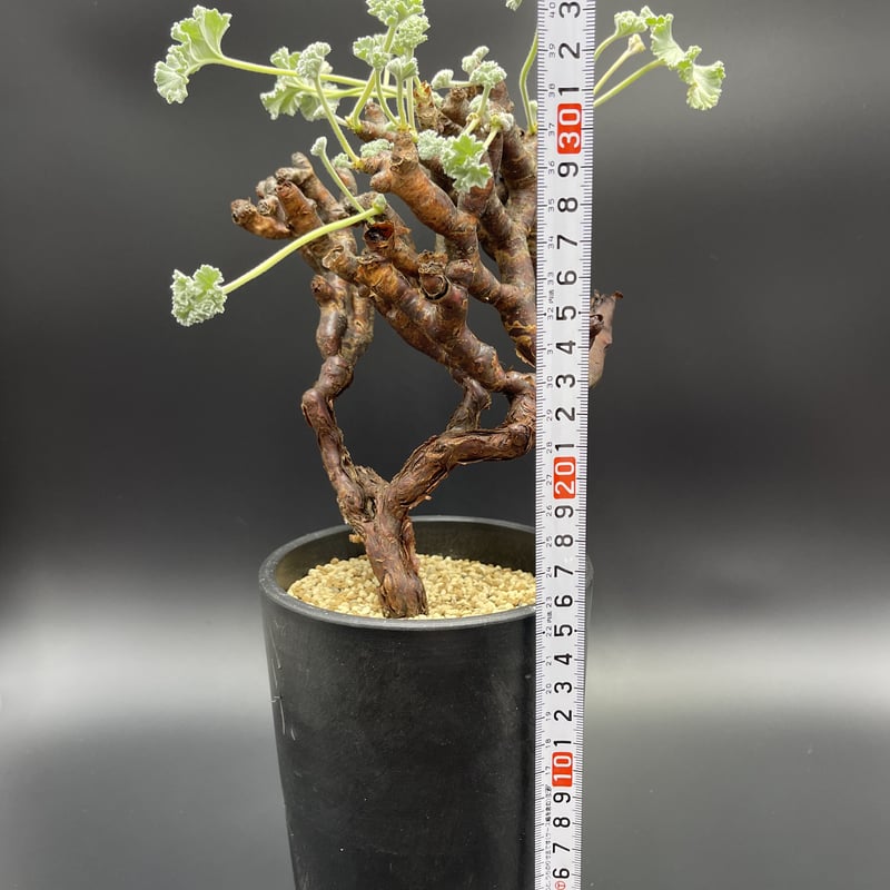 Pelargonium mirabile ペラルゴニウム・ミラビレ 【現地球】【発 
