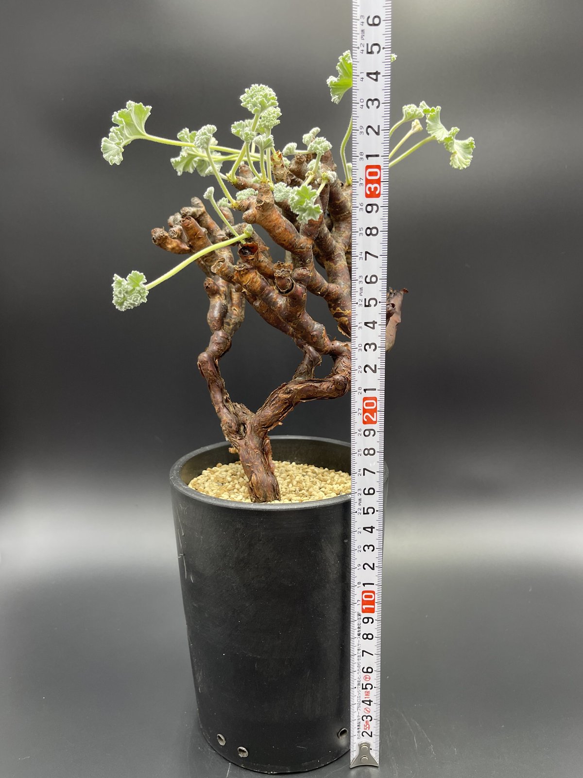 ペラルゴニウムミラビレ 現地株 発根済み鉢付き 塊根植物 - 植物/観葉植物