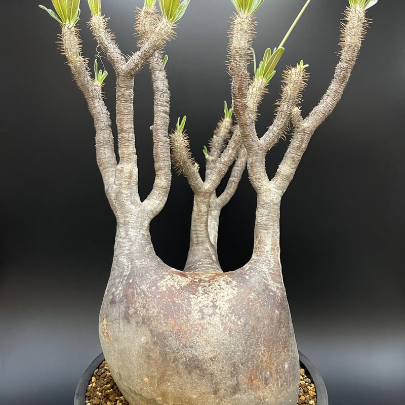 Pachypodium gracilius パキポディウム グラキリス 【現地球】【大株