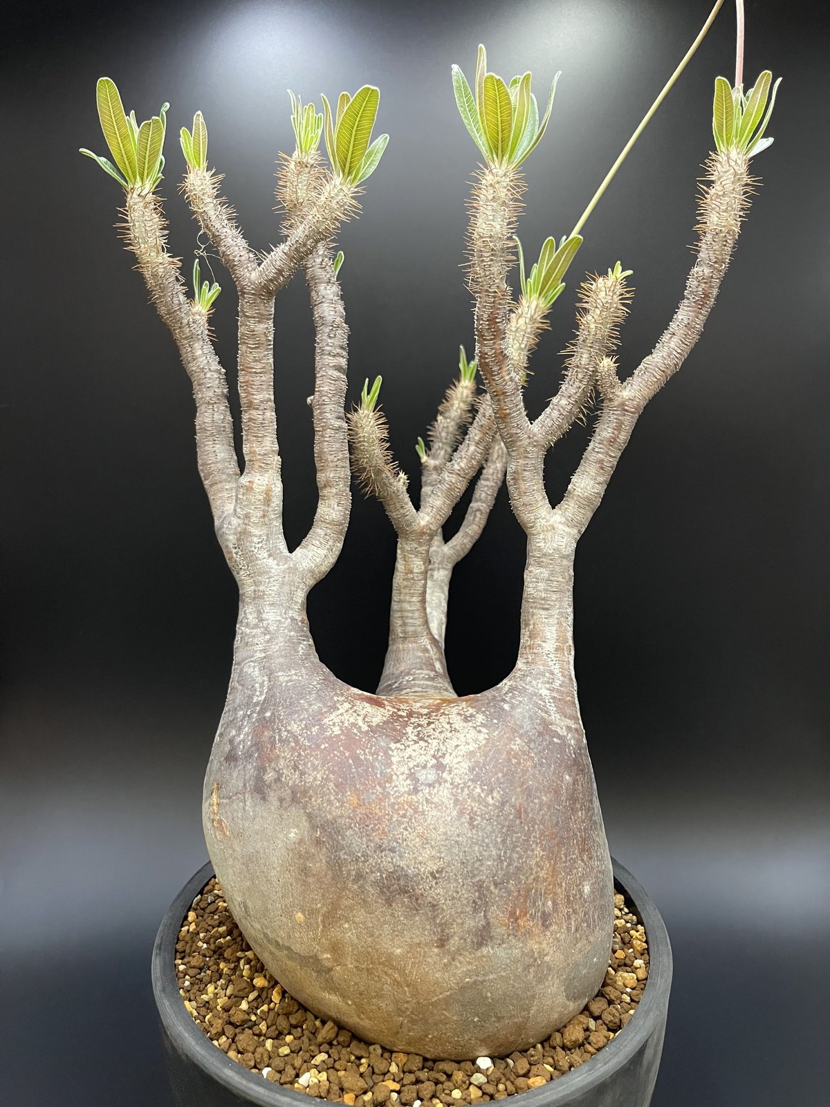 Pachypodium gracilius パキポディウム グラキリス 【現地球】【大株