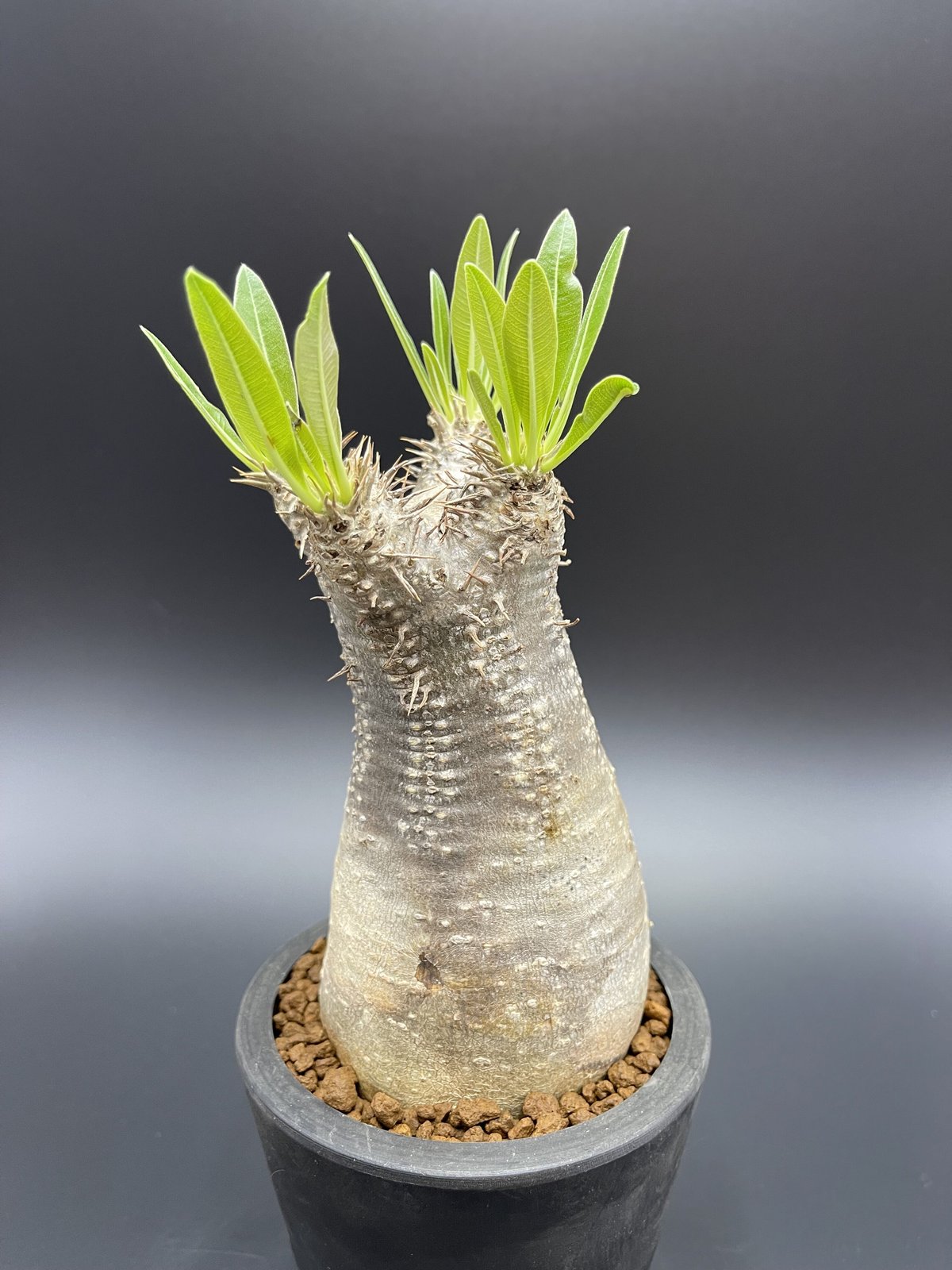 Pachypodium inopinatum パキポディウム イノピナツム 【現地球】【発