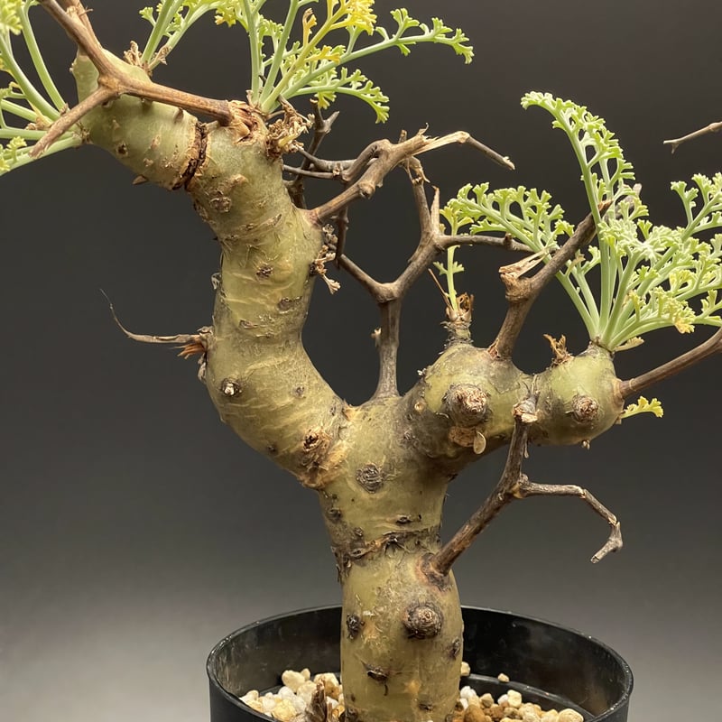 希少 3年管理 ペラルゴニウム・クリズミフォリウム 現地球 ペラルゴニウムクリズミフォリウム現地球