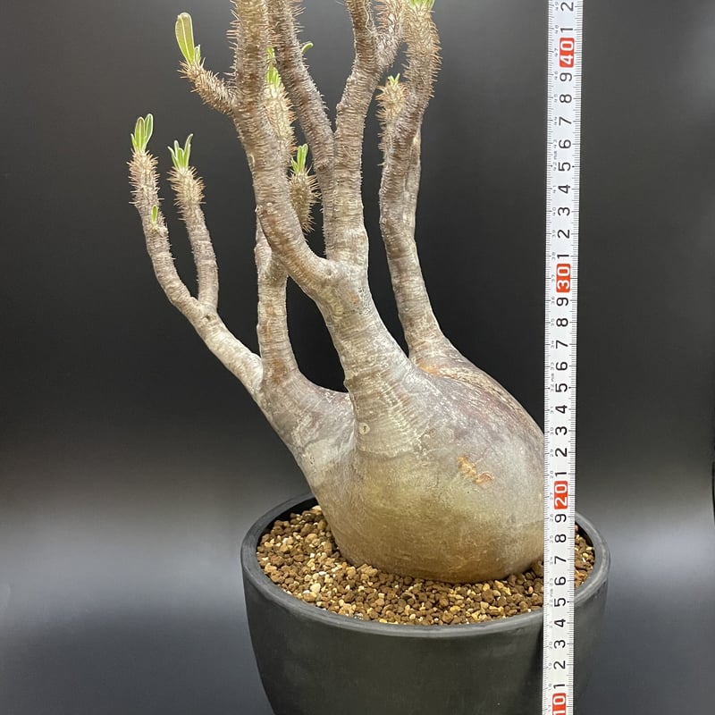 Pachypodium gracilius パキポディウム グラキリス 【現地球】【大株