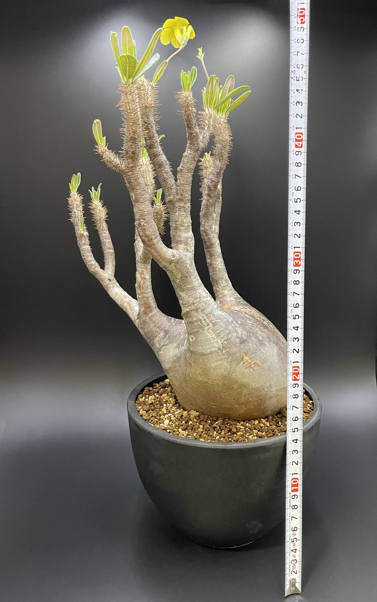 グラキリス 現地球 大株 検証〜結果】ゲッソリ凹んだ現地球