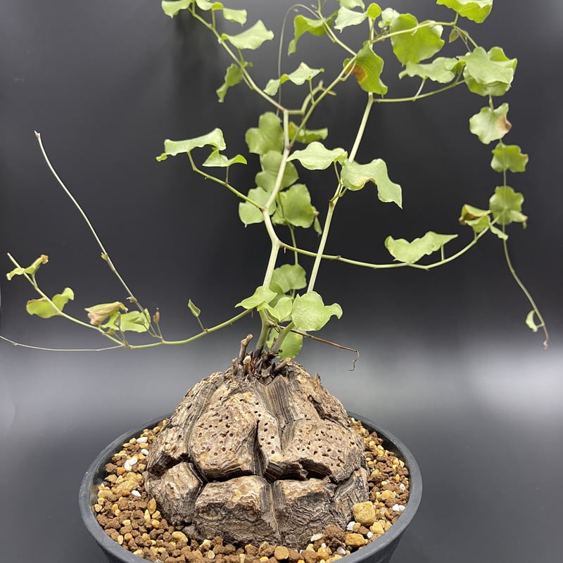 亀甲竜 Dioscorea elephantipes