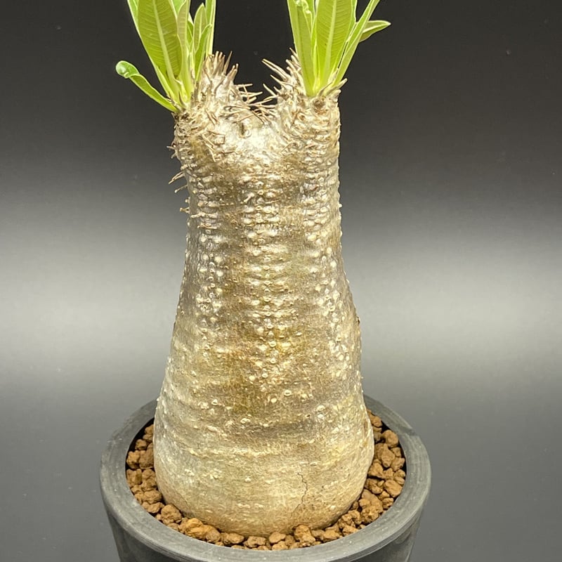 ブレビカウレパキポディウムイノピナツム Pachypodium inopinatum