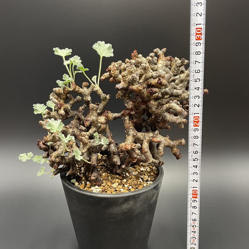 ペラルゴニウム　ミラビレ　Pelargonium mirabile 現地球