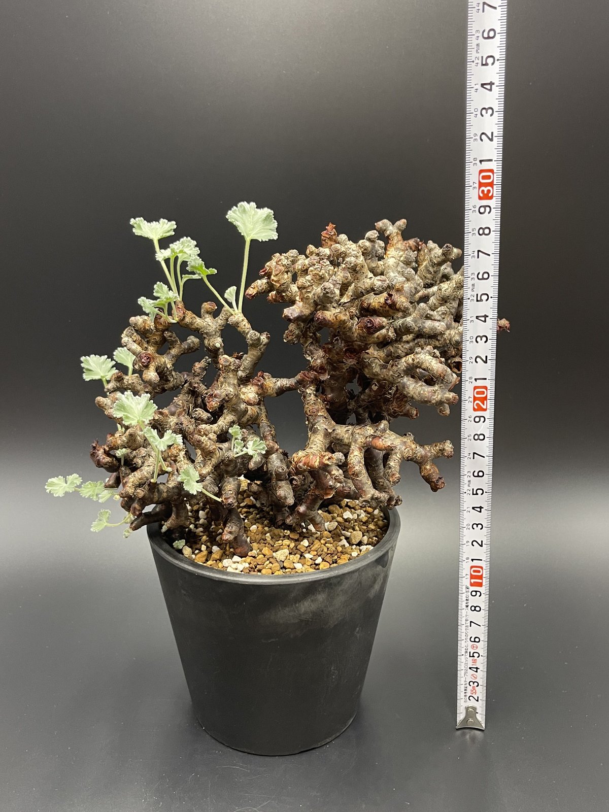 ペラルゴニウムミラビレ 現地株 発根済み鉢付き 塊根植物 - 植物/観葉植物