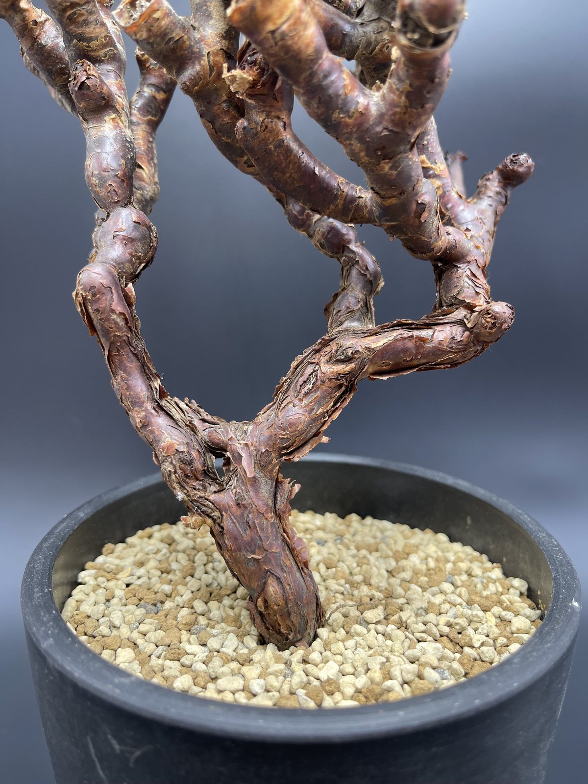 現地株 Pelargonium mirabile ペラルゴニウム ミラビレ 発根済 灌木 