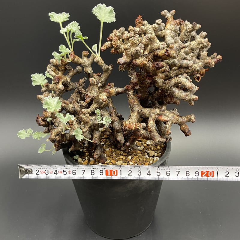 Pelargonium mirabile ペラルゴニウム・ミラビレ 【現地球】【発根済