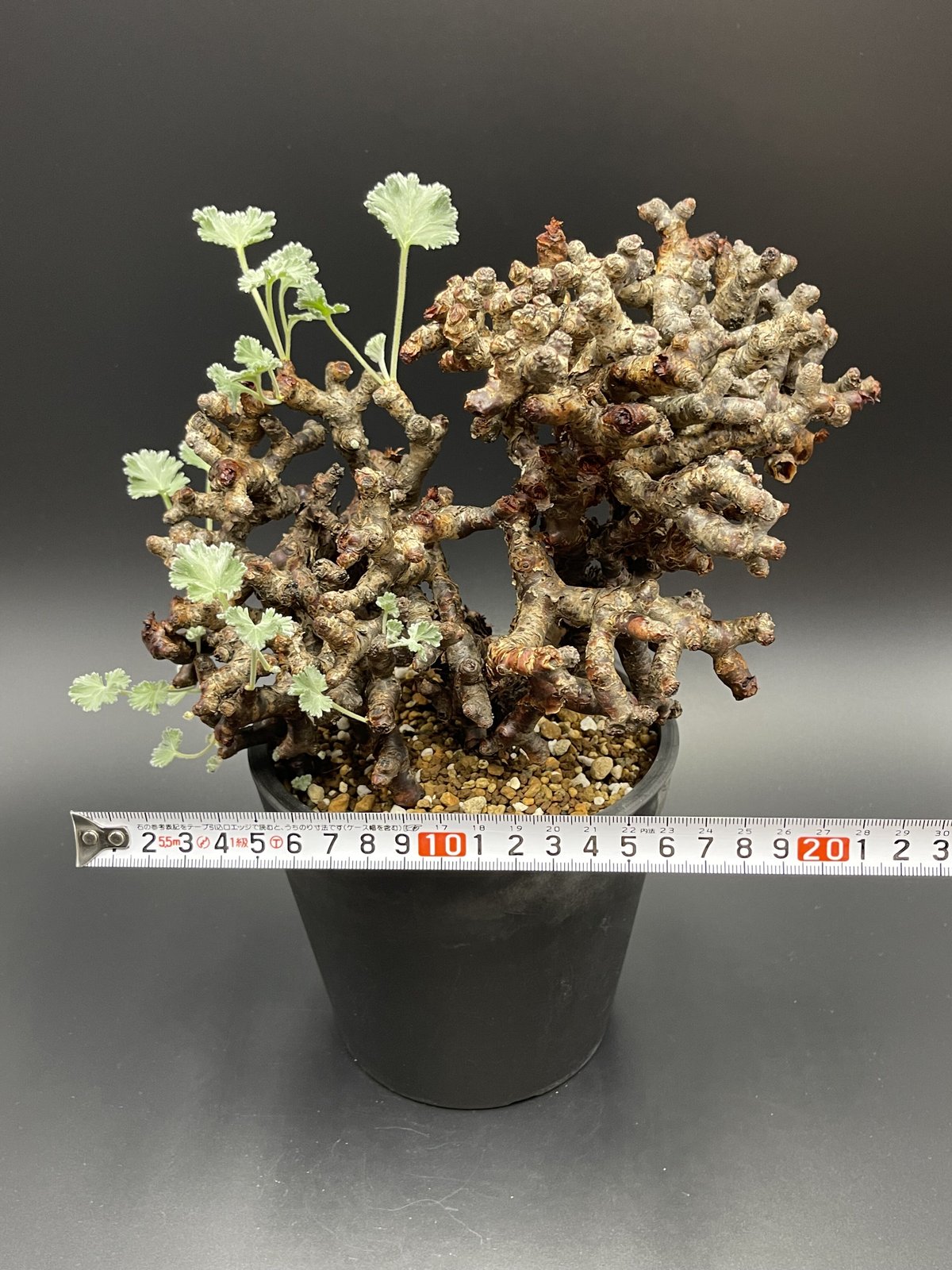 ペラルゴニウム ミラビレ 現地球 現地球】ペラルゴニウム ミラビレ 【公式通販】