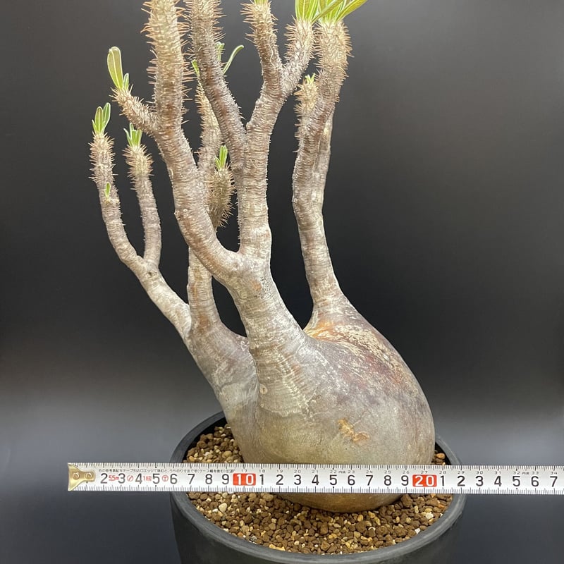 Pachypodiuｍ パキポディウム グラキリス ベアルート 塊根植物 34-