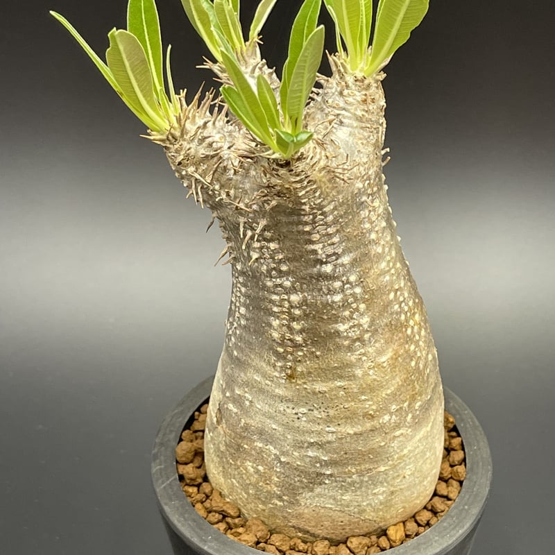 パキポディウム　イノピナツム  Pachypodium inopinatum