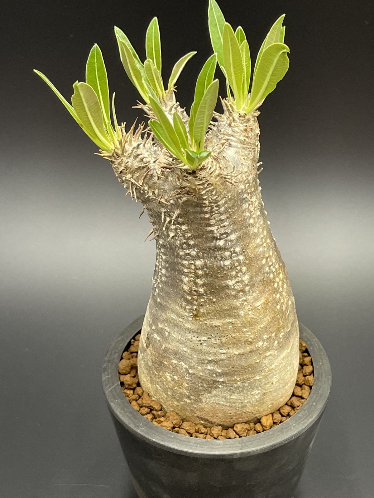 Pachypodium inopinatum パキポディウム イノピナツム 【現地球】【発 ...