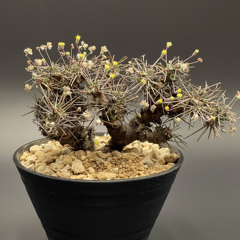 オトンナユーフォルビオイデス 超特大株 発根済み オトンナ・ユーフォルビオイデス 2年半の成長記録 | すごいグリーン