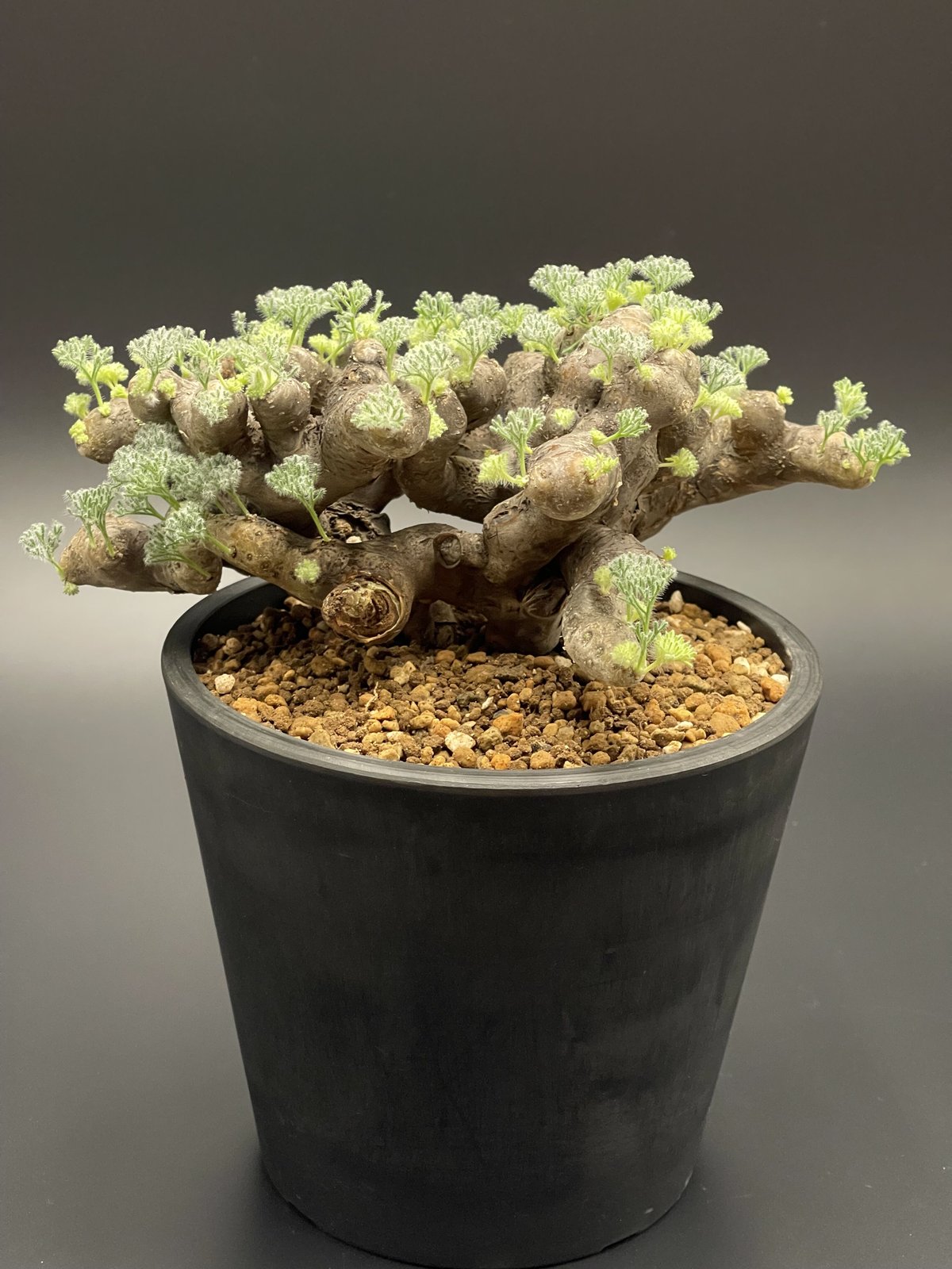 発根済】モンソニア ムルチフィダ 塊根植物 - 観葉植物