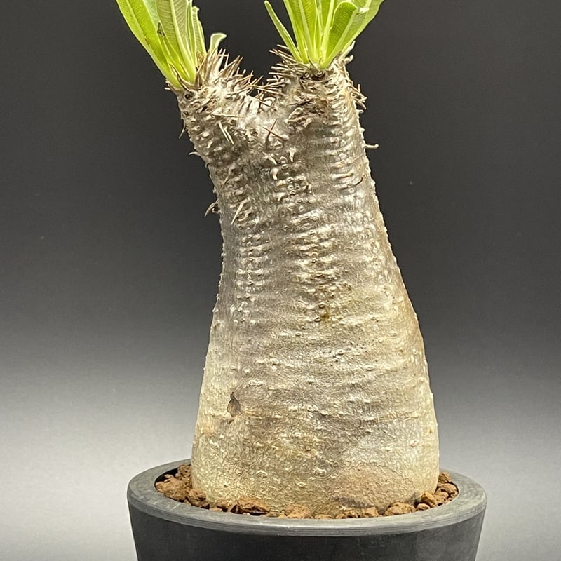 ブレビカウレパキポディウムイノピナツム Pachypodium inopinatum